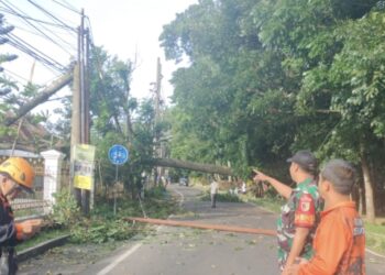 Angin Kencang Landa Kota Malang, Sejumlah Pohon Tumbang di Beberapa Titik