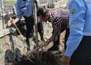Perkuat Ruang Hijau, DLH Kota Malang Tanam 40 Pohon Tabebuya di Kawasan Suhat